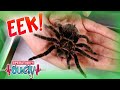 Creepy Crawlies #Halloween Special! 🕷️ | Science for Kids | Operation Ouch
