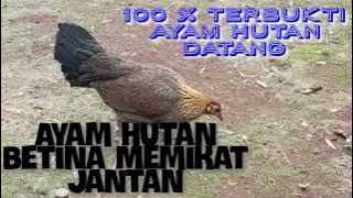 Suara ayam hutan betina memikat ayam hutan jantan