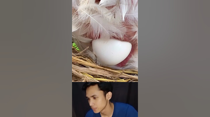 Jadi begini cara ayam Bertelur#funnyvidio #animals #ayam #shortt