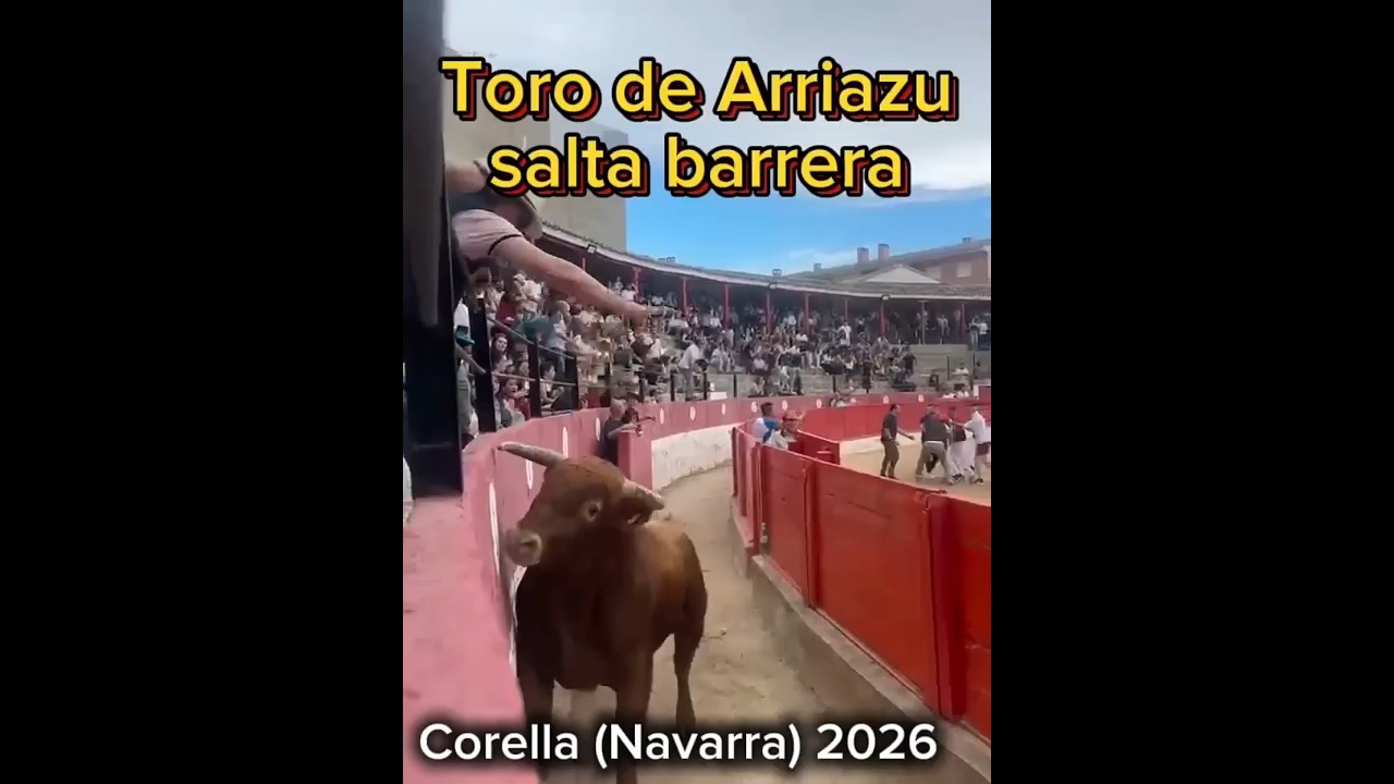 Toro de Arriazu salta barrera en Corella #toros #arriazu #toroscorella