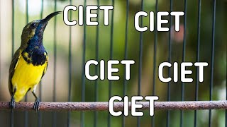 Ciet ciet pancingan sogon nyaut seketika, sogon gacor ciet ciet