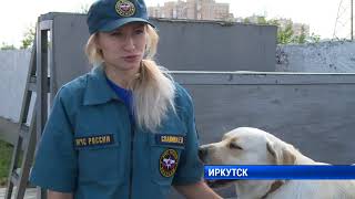 Собака-спасатель МЧС Собака-спасатель МЧС
