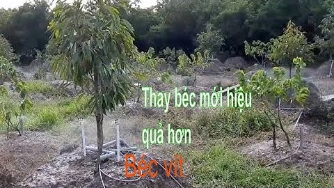Tưới vườn cây ăn trái bằng béc tưới tại gốc thay béc vít cũ