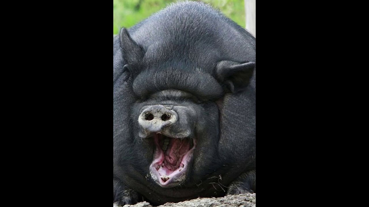 The Bologna Tales Gorilla Pig Theme Song YouTube