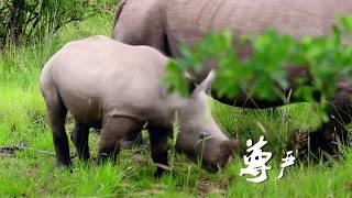 [正大综艺·动物来啦]60秒宣传片 | CCTV