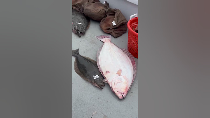 Gaint halibut on the endeavor#fishing #rockfishing #halibut ut