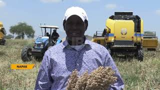 Feed the hungry initiative in Napak - First harvest feeds lobok with 50kg of sorghum each