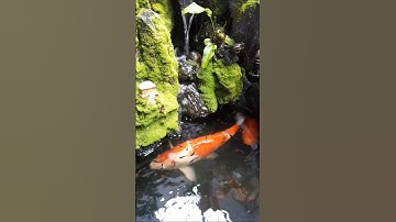 Cá Koi To, Hòn Non Bộ Đẹp #giaitri