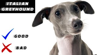 Italian Greyhound Good And Bad