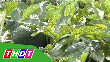 Sản lượng trái cây chủ lực vùng ĐBSCL luôn ở mức cao | THDT