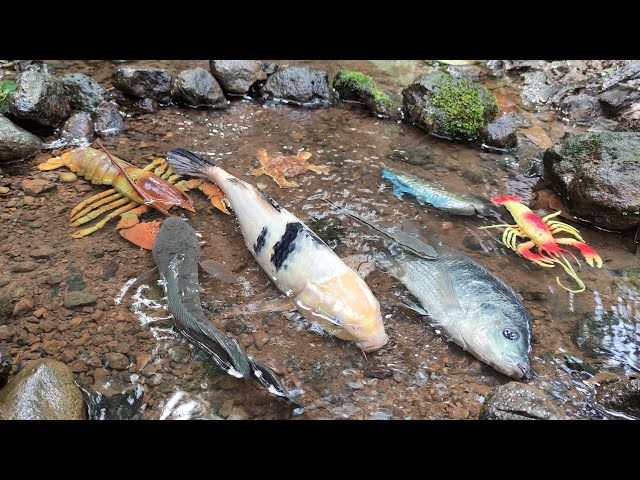 Finding koi fish and plecos fish, Snakehead Fish, Whales, Lobster, Gourami, Penyu - Part346 class=