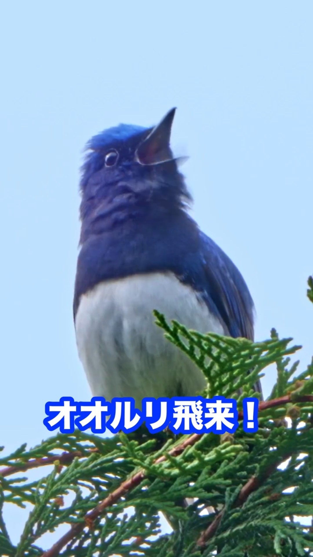オオルリ 鳴き声」α7Vで至近距離撮影！4k映像が美しい #オオルリ