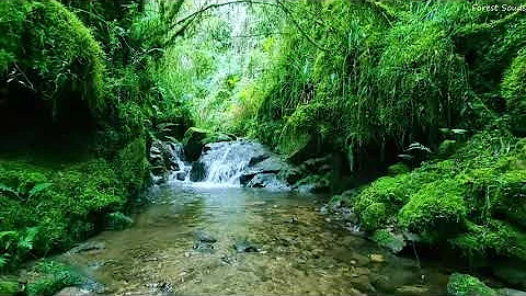 Beautiful Forest Sounds, Fantastic Birds Chirping, Babbling Brook, Nature Sounds