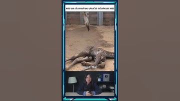 Hươu cao cổ con bao lâu mới có thể đứng dậy được #shorts #khampha #kienthuc #khoahoc #diemdungcuoi