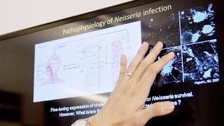 Why does harmless nasal bacteria attack the brain?
