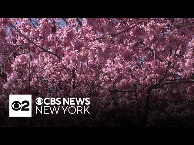 8個 村上隆 パズル Pandas in the Cherry Orchard! Takashi Murakami Pandas in the Cherry Orchard Jigsaw Puzzle