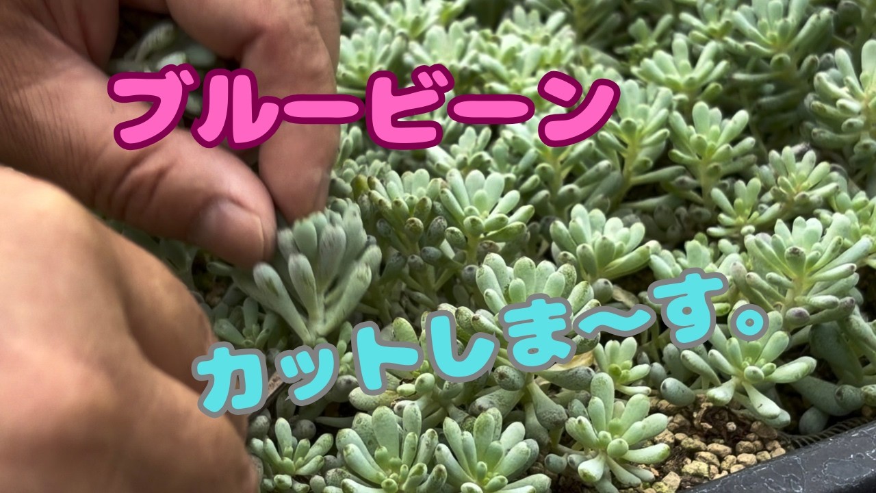 多肉植物）ブルービーンカットしまーす✂️ - YouTube