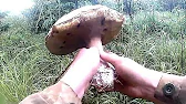 Гриби Карпат