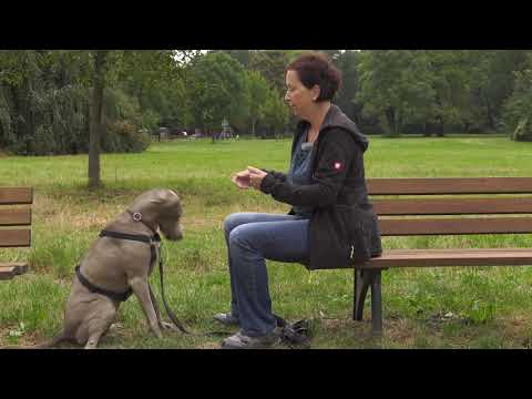 Video: Snoet Milt Hos Hunde