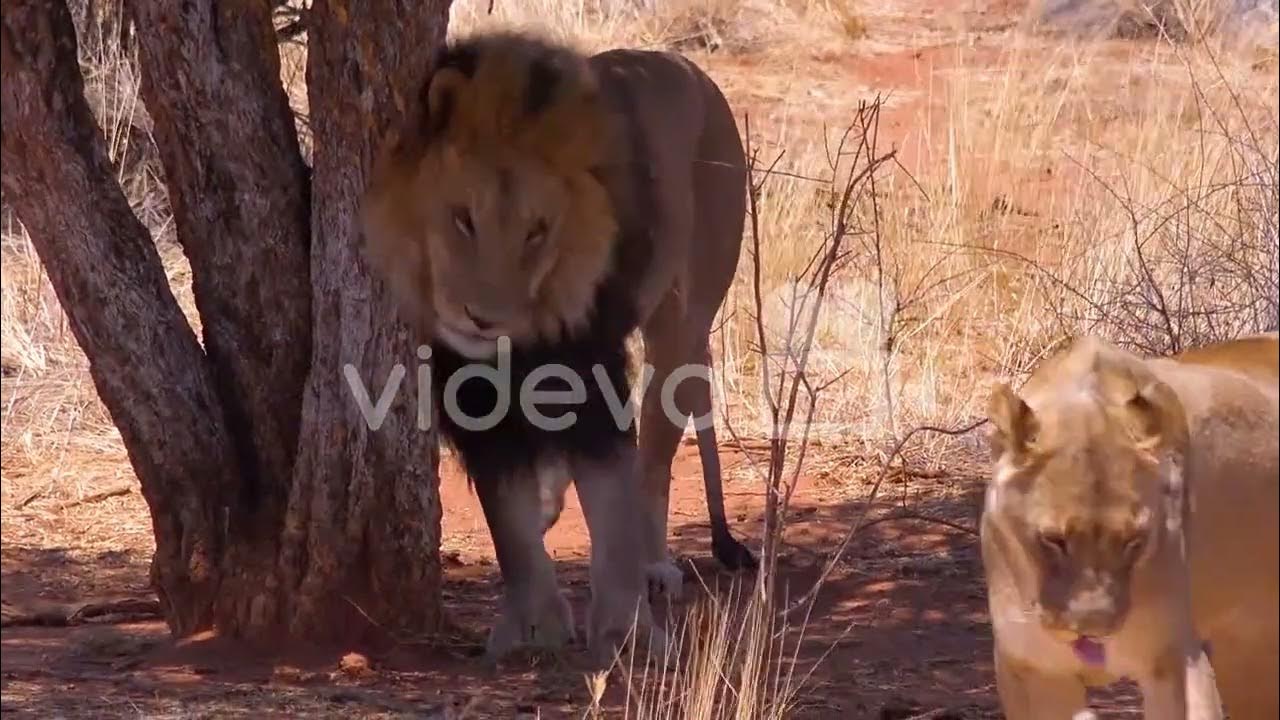 A male lion scratching his back on a tree on safari YouTube