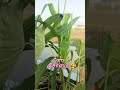 Corn #corn #solam #gardening #greenrooftop #homegardentamil #garden #trending