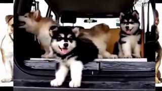 A Alaska Puppy Dog A Shaking Head With Music and more cute dog by Did you know that ? 2,618 views 8 years ago 7 minutes, 49 seconds