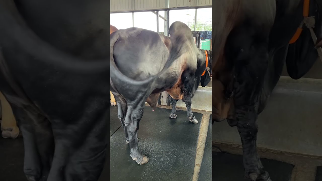 Giant Black Sahiwal Gyr Alamgir Ranch 2022