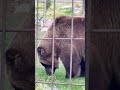 The Story of a Rescued Bear Cub Understanding the Dangers of Feeding Wildlife #wildlife #viral