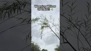 Weeping Willow SUMMER UPDATE! 🌿☀️