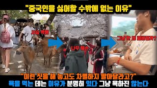 중국반응ㅣ관광지에서 이런 일이… 중국인 관광객 사례 모음