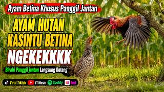 ✅️Ayam Hutan Betina Kasintu Paling Ampuh 2026 | Birahi Panggil Jantan Auto Datang  Original NGEKEKkk