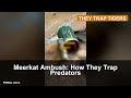 Meerkat Ambush: How They Trap Predators