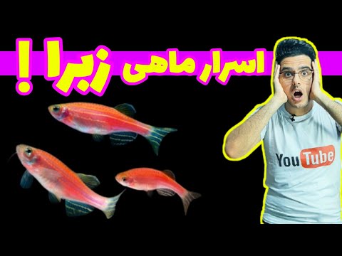 تصویری: تاریخچه و علوم پشت GloFish