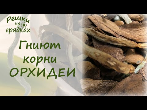 Почему гниют корни