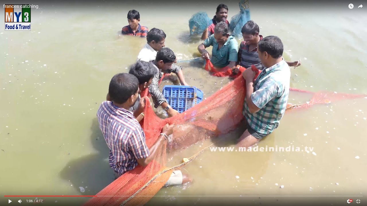 Prawns Catching Videos | Shrimp Fishing | Prawns Fishing | street food | STREET FOOD