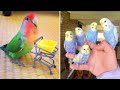 Baby Animals 🔴 Funny Parrots and Cute Birds Compilation (2021) Loros Adorables Recopilación #2