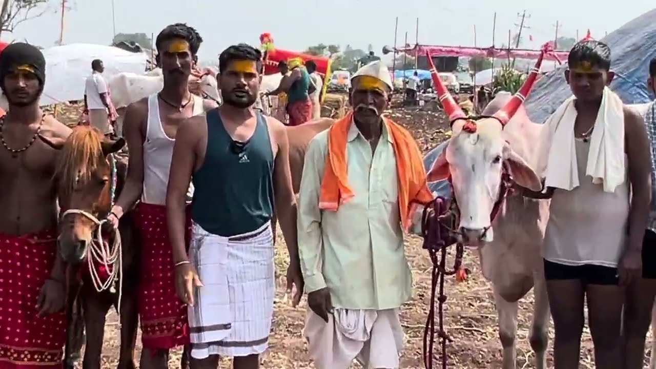 जुन्या लोकांची परंपरा चिंचणी मायाका यात्रेची !! घोडा बैल प्रेमी Chinchni mayakka devi Yatra bailgadi