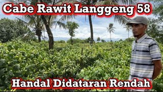 Download Lagu CABE RAWIT LANGGENG 58 : VARIETAS SANGAT HANDAL DI DATARAN RENDAH MP3 Download Lagu CABE RAWIT LANGGENG 58 : VARIETAS SANGAT HANDAL DI DATARAN RENDAH MP3