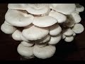 How to make Mushroom Wood Pellet Logs - The Easy Peasy Vinegar Tek