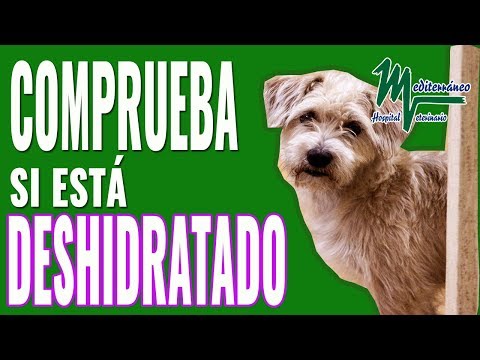 Video: Cómo saber si tu perro está deshidratado