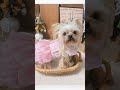 Dressing my dog as a vintage princess 🎀✨ #shorts #dogclothes