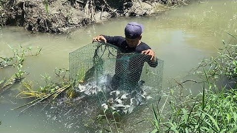 Pasang perangkap & cari ikan digot sawah dapat ikan banyak banget😭 | KOO KIKO