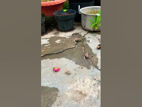 Komang // yuyu Rumpung 