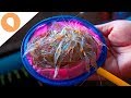 EATING SALAD MADE OF LIVE SHRIMP - EXOTIC CHIANG MAI MINISERIES - EPISODE #1