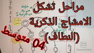 مراحل تشكل الامشاج الذكرية (النطاف) /العلوم الطبيعية /السنة الرابعة متوسط