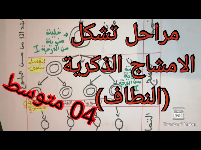 مراحل تشكل الامشاج الذكرية (النطاف) /العلوم الطبيعية /السنة الرابعة متوسط
