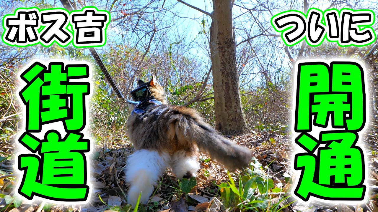 ポチ吉さん Bosskichi Highway Opens] The Jungle Path I Built for My Cat… First