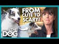 Australian Shepherd is Scaring off New Friends with Frightening Energy! | It's Me or The Dog