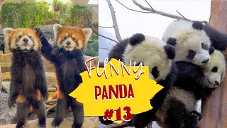 Смешные ПАНДЫ #13 / Лучшие приколы 2022 / Funny PANDA.