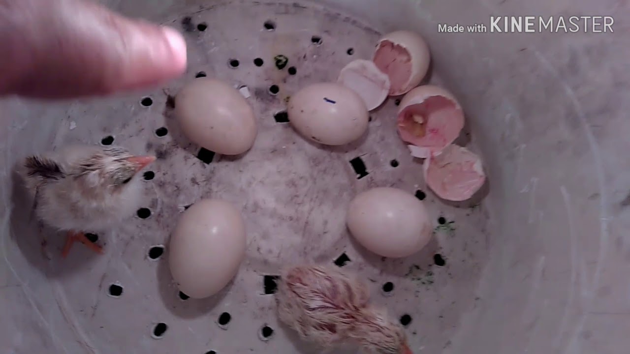  Alat Penetas telur sederhana  YouTube